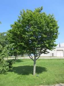 The Best Trees for Small Yards 10 Ontario blue beech tree with full leaves in summer