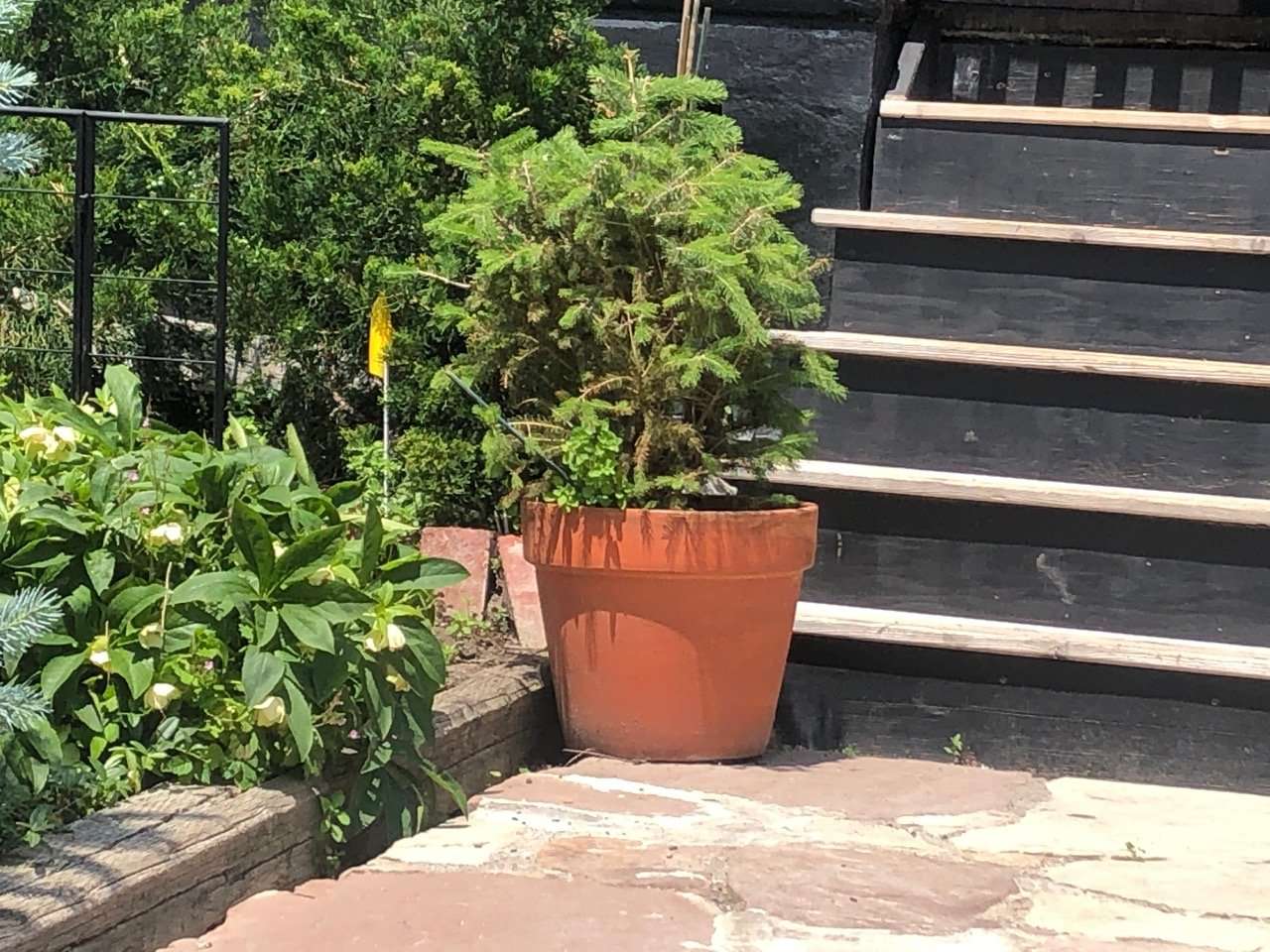 Small spruce container tree